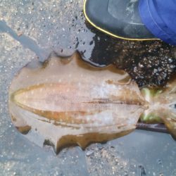 エギングなんて