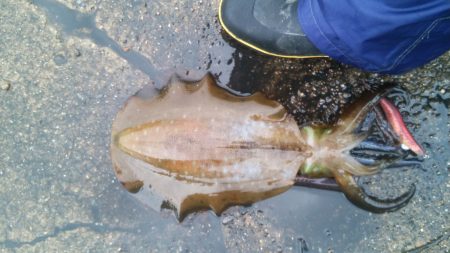 エギングなんて