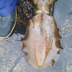 エギングなんて