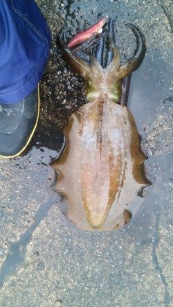 エギングなんて