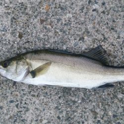 ポイントはストラクチャー