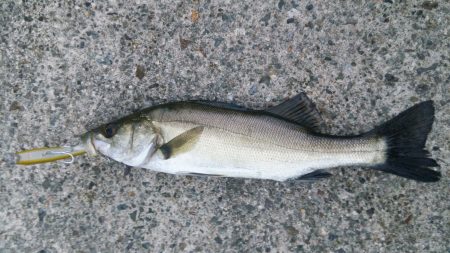 ポイントはストラクチャー