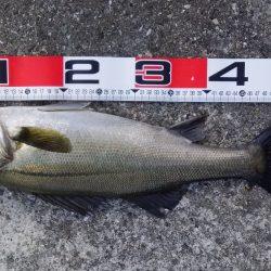 デイシーバスが釣れたでい!