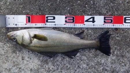 デイシーバスが釣れたでい!