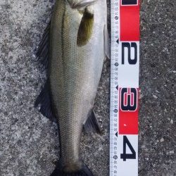 デイシーバスが釣れたでい!