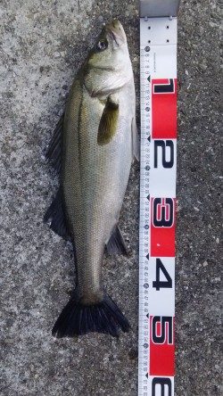 デイシーバスが釣れたでい!