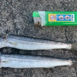 カマスを求めて