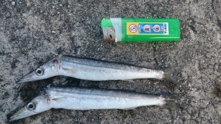 カマスを求めて