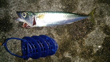 フライが食べたくなって