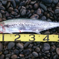 60アップサゴシゲット