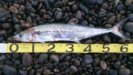 60アップサゴシゲット