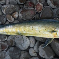 ショアジギング釣行