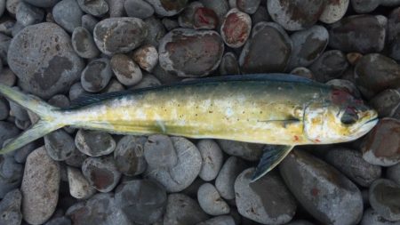 ショアジギング釣行