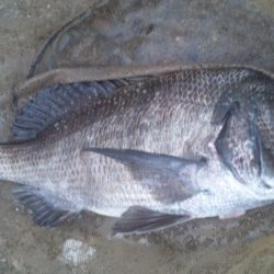 河口にてフカセ釣り