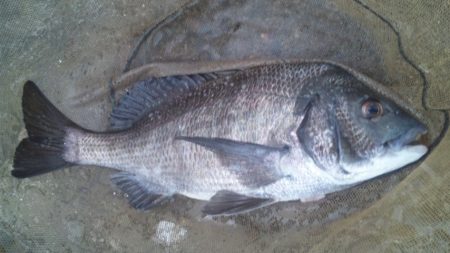 河口にてフカセ釣り