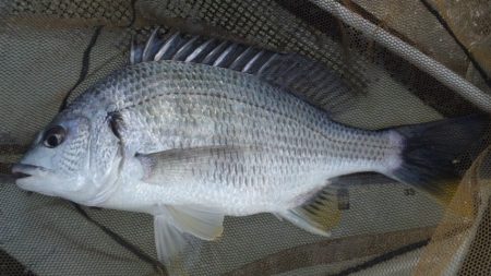 河口にてフカセ釣り