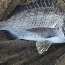 河口にてフカセ釣り