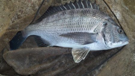 河口にてフカセ釣り