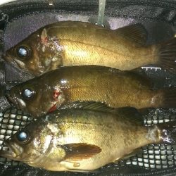 祝！梅雨入り！