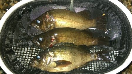 祝！梅雨入り！