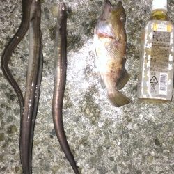 南甲子園浜、今日はアナゴの日？