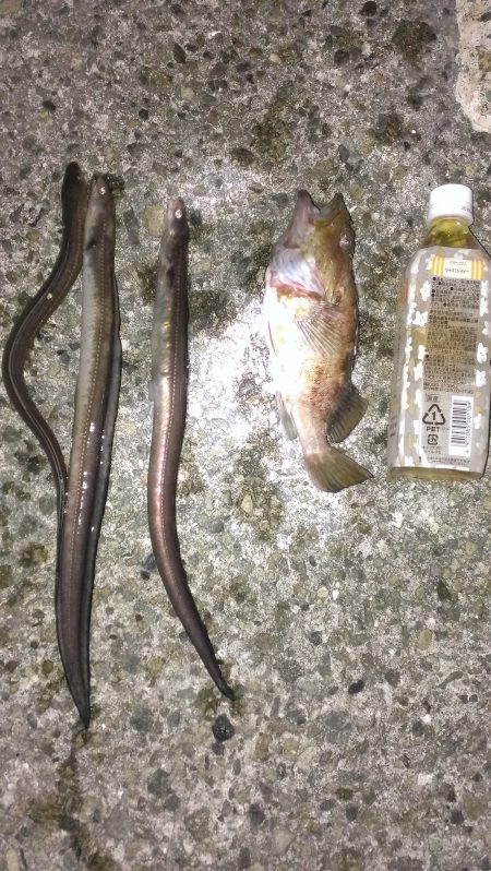 南甲子園浜、今日はアナゴの日？