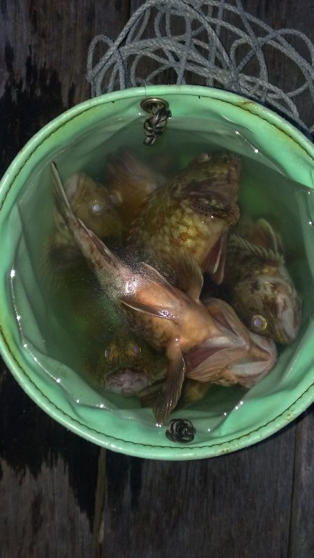 舞洲初ガシラです