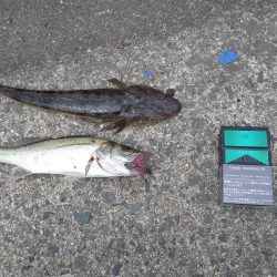 宮津チヌ祭り予報