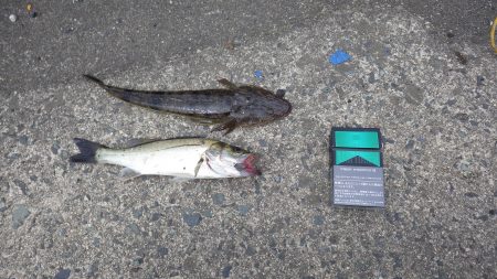 宮津チヌ祭り予報