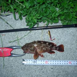 シーサイドコスモ