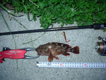 シーサイドコスモ