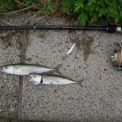 ｼｰｻｲﾄﾞｺｽﾓ