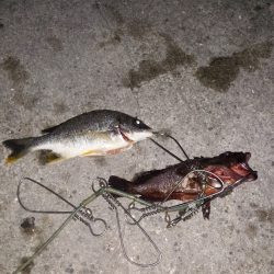 四目釣り（笑）