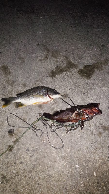 四目釣り（笑）