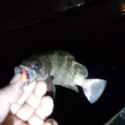 色々釣れました～！