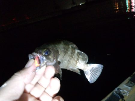 色々釣れました～！