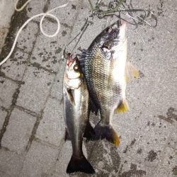 なんとか本命！！