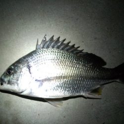 激シブながらなんとか…