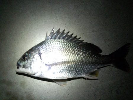 激シブながらなんとか…