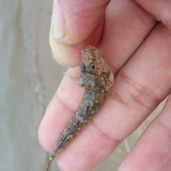 初モノです〜！