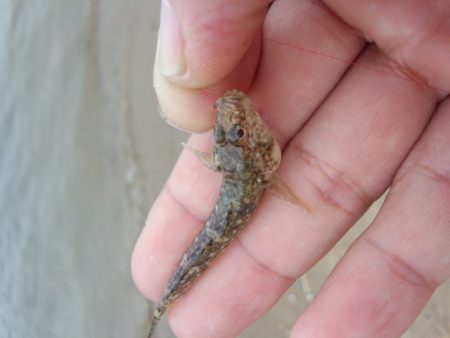 初モノです〜！