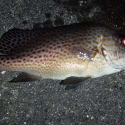 コロダイ狙いで、行って来ました。