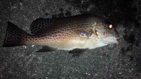 コロダイ狙いで、行って来ました。