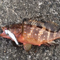 ショアジギ~ワインド