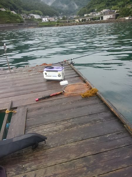 筏でアオリイカ