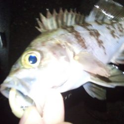 メバリング好調