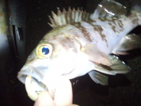 メバリング好調