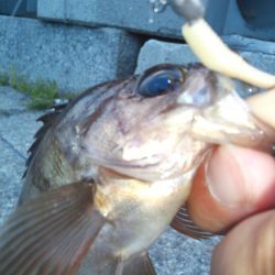 ちょいメバリング