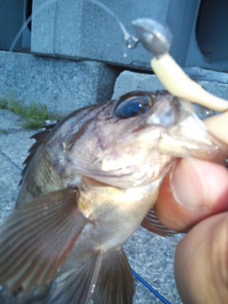 ちょいメバリング