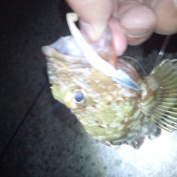 メバリングでしたが